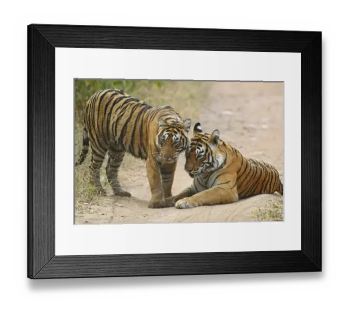 Framed Print : Asia, India Framed Print : Asia, India