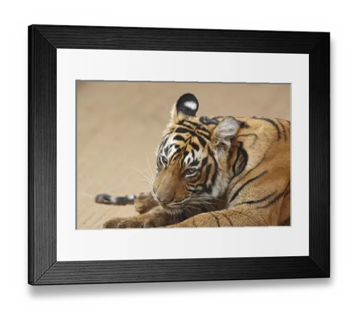 Framed Print : Asia, India Framed Print : Asia, India