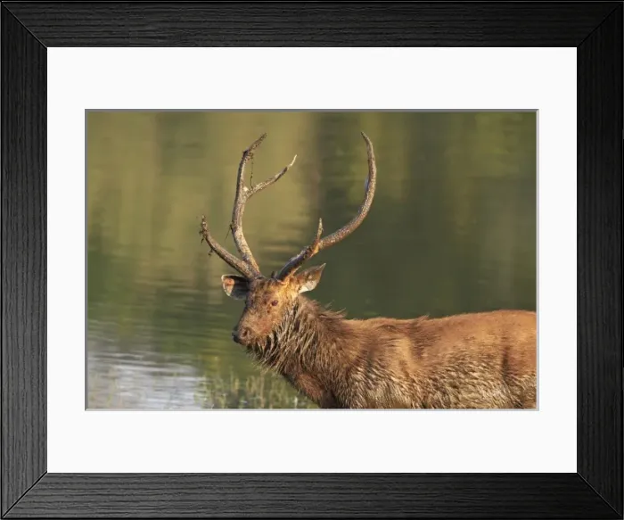 Framed Print : Sambar Stag in Rajbagh lake, Ranthambhor National Park, India Framed Print : Sambar Stag in Rajbagh lake, Ranthambhor National Park, India