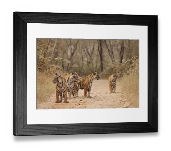 Framed Print : Asia, India Framed Print : Asia, India
