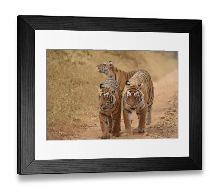 Framed Print : Asia, India Framed Print : Asia, India