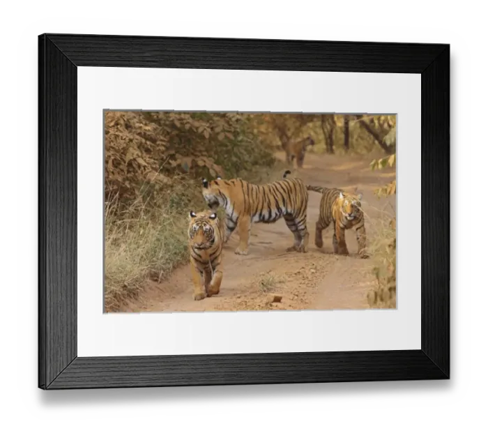 Framed Print : Unknown. Royal Bengal Tigers on the track,. Ranthambhor National Park, India Framed Print : Unknown. Royal Bengal Tigers on the track,. Ranthambhor National Park, India