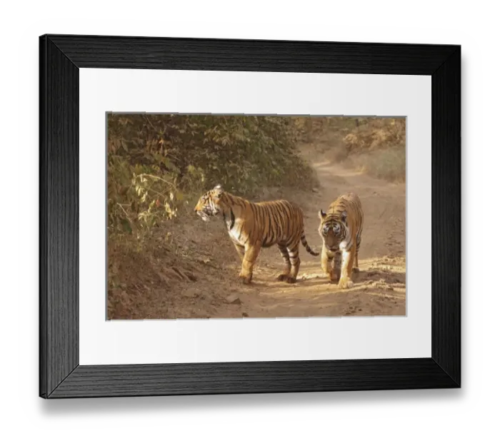 Framed Print : Royal Bengal Tigers on the track, Ranthambhor National Park, India Framed Print : Royal Bengal Tigers on the track, Ranthambhor National Park, India