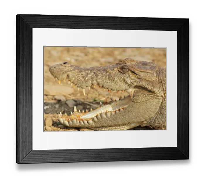 Framed Print : Asia, India Framed Print : Asia, India