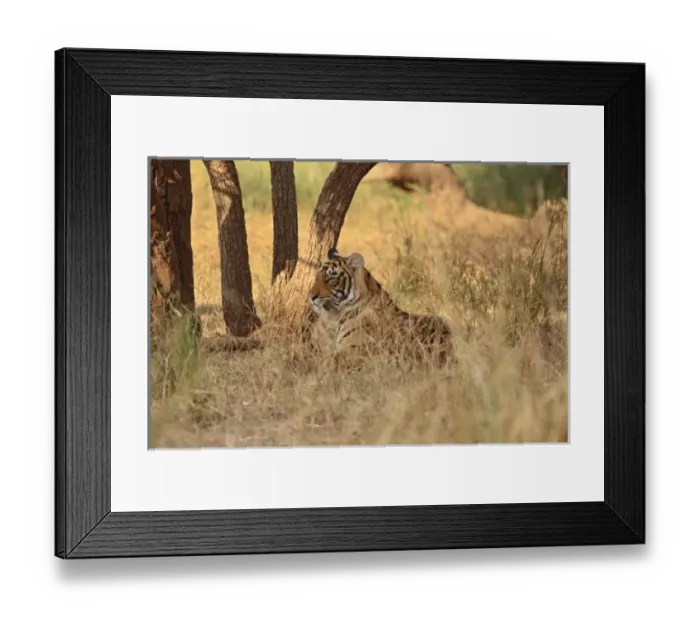 Framed Print : Asia, India Framed Print : Asia, India