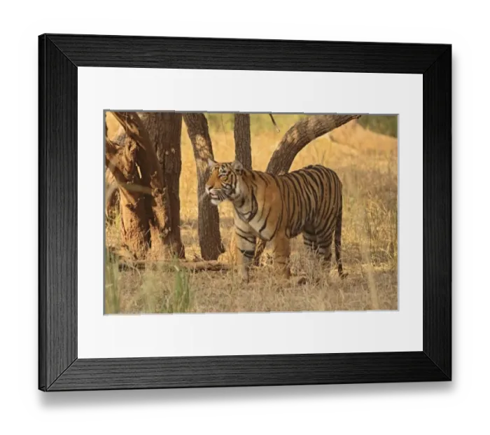 Framed Print : Asia, India Framed Print : Asia, India