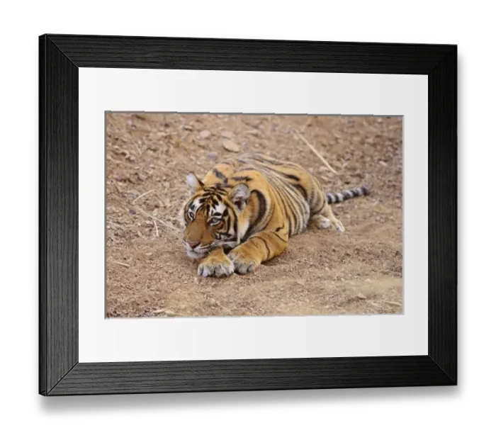Framed Print : Asia, India Framed Print : Asia, India