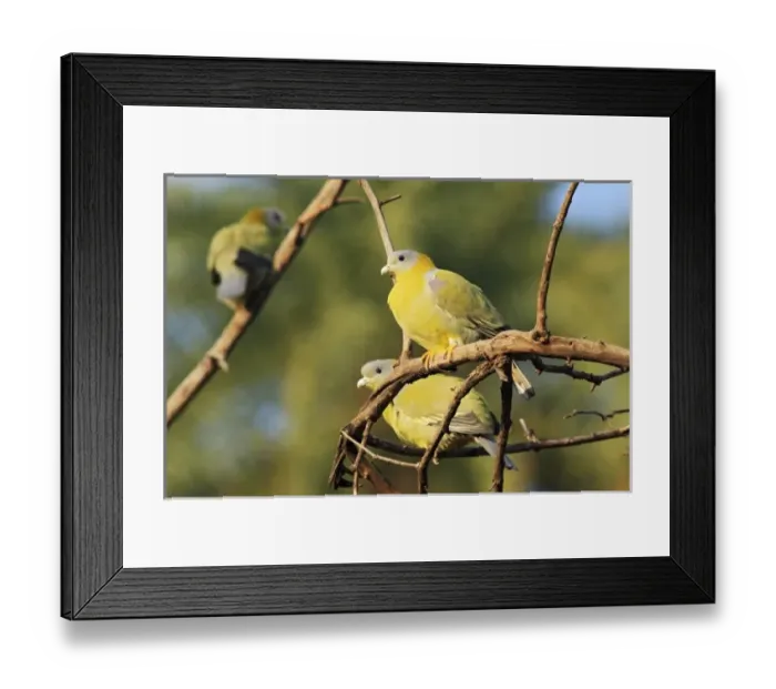 Framed Print : Asia, India Framed Print : Asia, India