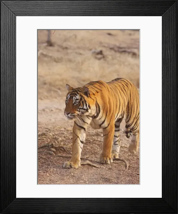 Framed Print : Asia, India Framed Print : Asia, India