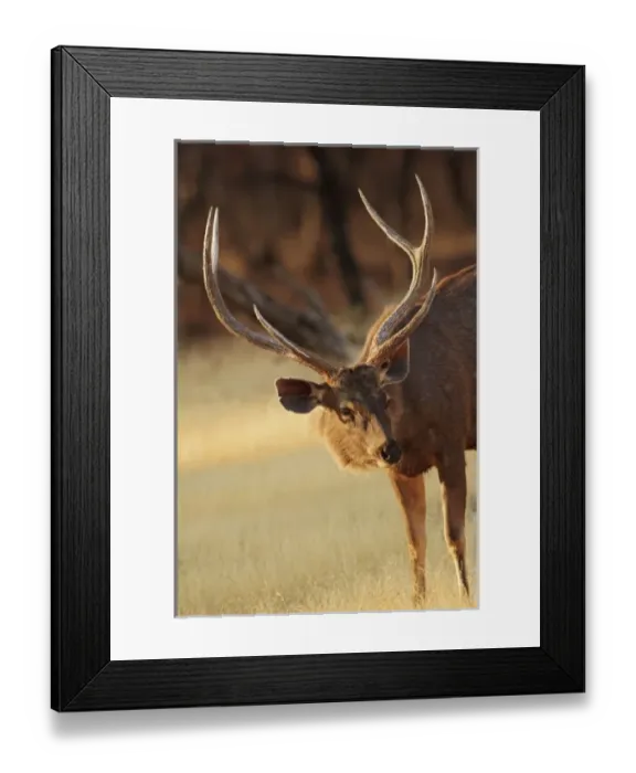 Framed Print : Asia, India Framed Print : Asia, India