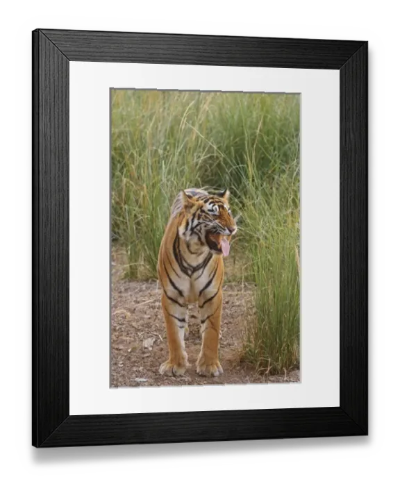 Framed Print : Asia, India Framed Print : Asia, India