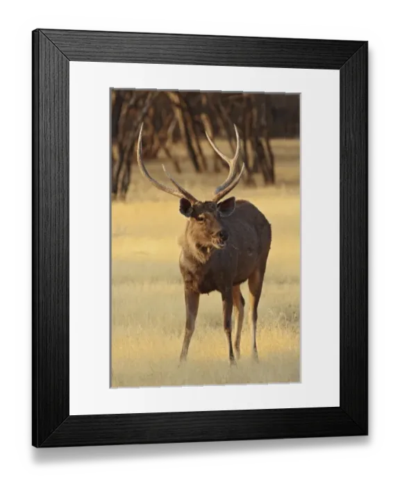 Framed Print : Asia, India Framed Print : Asia, India