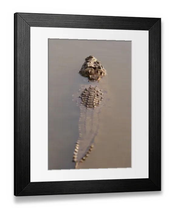 Framed Print : Marsh Crocodile submerged in the lake Rajbagh, Ranthambhor National Park, India Framed Print : Marsh Crocodile submerged in the lake Rajbagh, Ranthambhor National Park, India