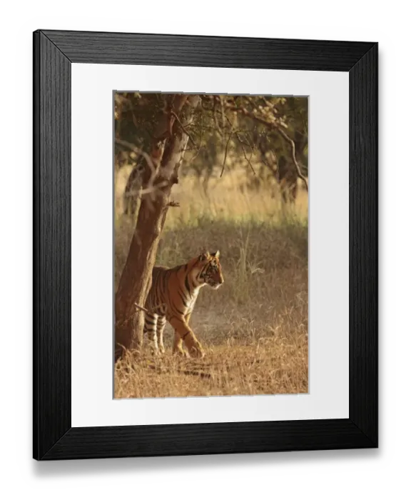 Framed Print : Asia, India Framed Print : Asia, India
