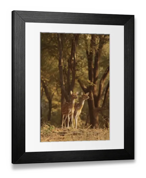 Framed Print : Spotted Deers watching Tiger, Ranthambhor National Park, India Framed Print : Spotted Deers watching Tiger, Ranthambhor National Park, India