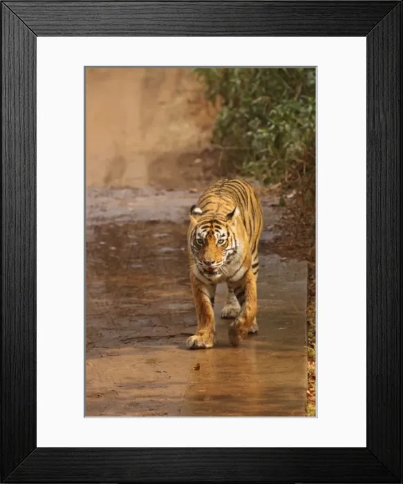 Framed Print : Royal Bengal Tiger on Move, Ranthambhor National Park, India Framed Print : Royal Bengal Tiger on Move, Ranthambhor National Park, India