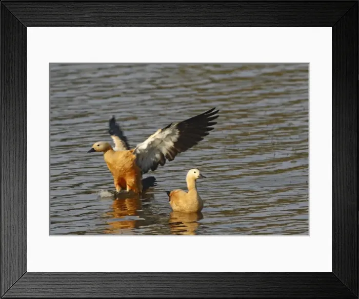 Framed Print : Asia, India Framed Print : Asia, India