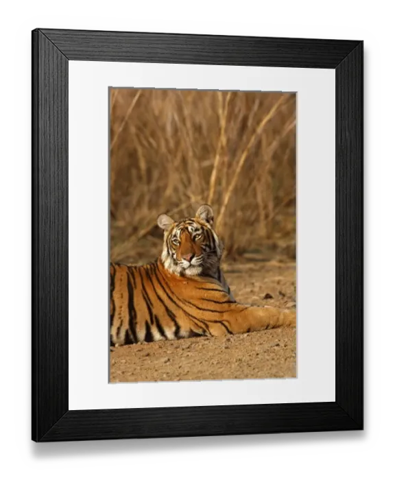 Framed Print : Royal Bengal Tiger, Ranthambhor National Park, India Framed Print : Royal Bengal Tiger, Ranthambhor National Park, India