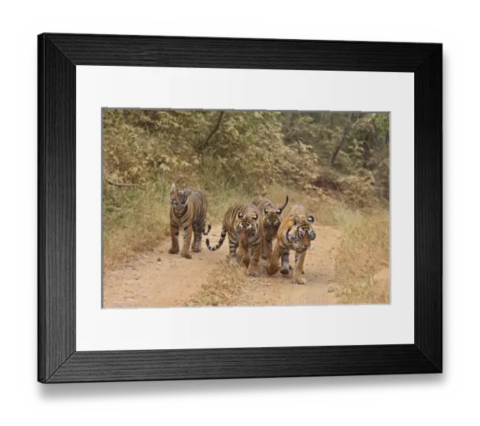 Framed Print : Asia, India Framed Print : Asia, India