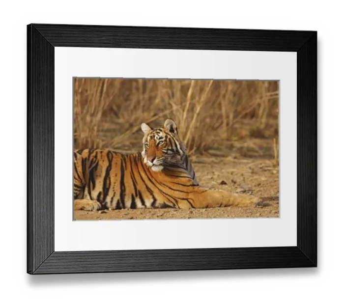 Framed Print : Royal Bengal Tiger, Ranthambhor National Park, India