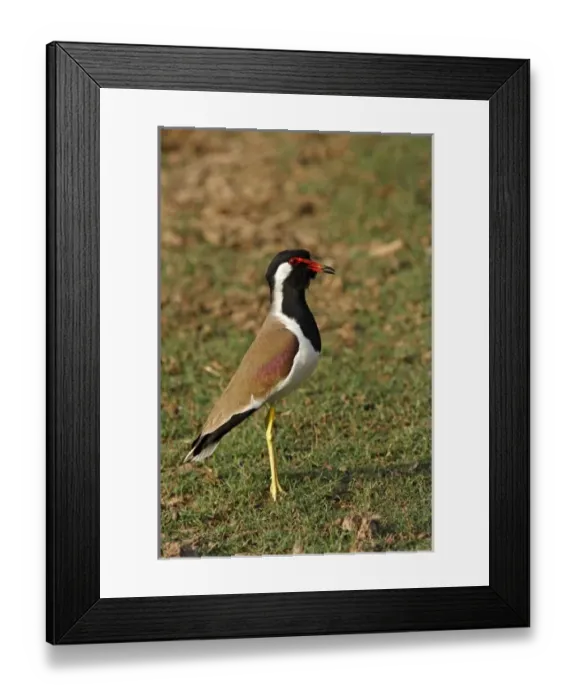 Framed Print : Redwattled Lapwing, Ranthambhor National Park, India