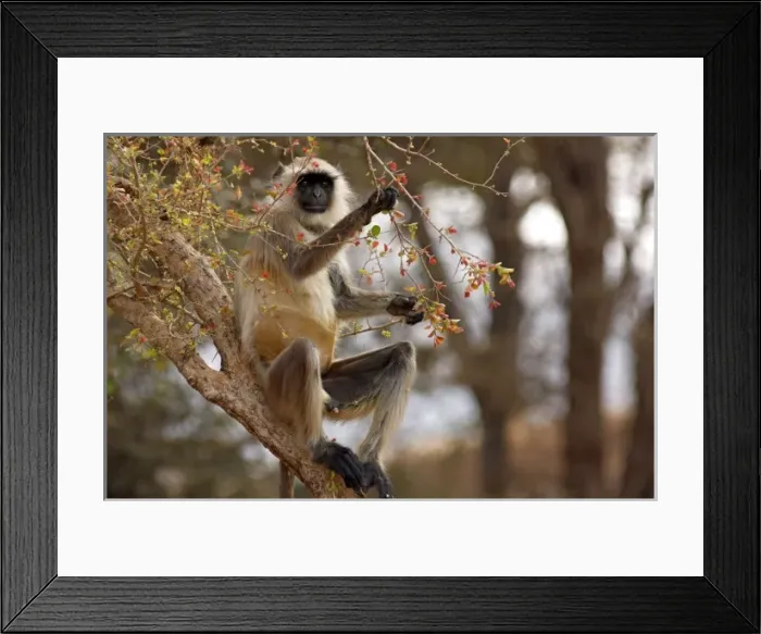 Framed Print : Hanuman Langoor feeding on flowers, Ranthambhor National Park, India Framed Print : Hanuman Langoor feeding on flowers, Ranthambhor National Park, India