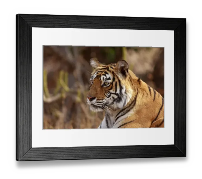 Framed Print : Royal Bengal Tiger, Ranthambhor National Park, India Framed Print : Royal Bengal Tiger, Ranthambhor National Park, India