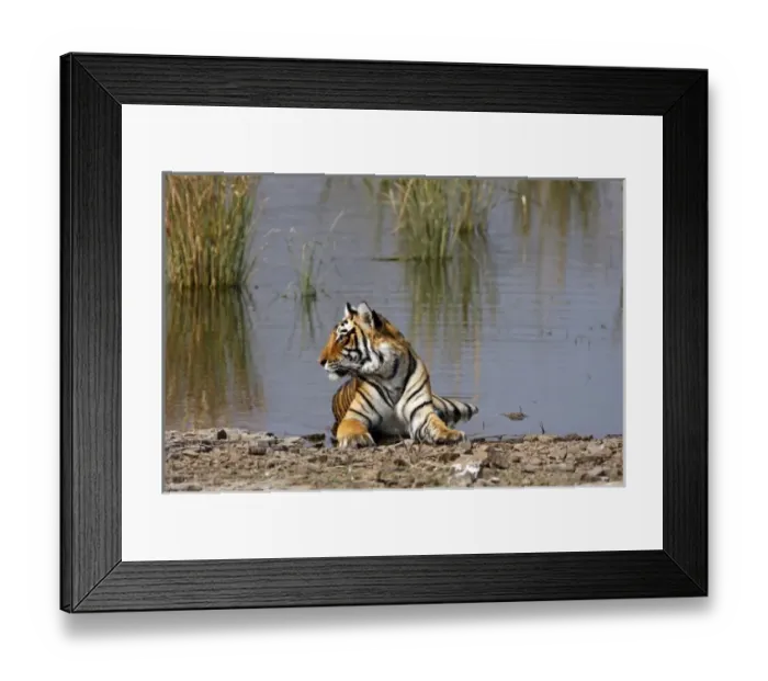 Framed Print : Royal Bengal Tiger sitting in the Rajbagh Lake, Ranthambhor National Park, India Framed Print : Royal Bengal Tiger sitting in the Rajbagh Lake, Ranthambhor National Park, India
