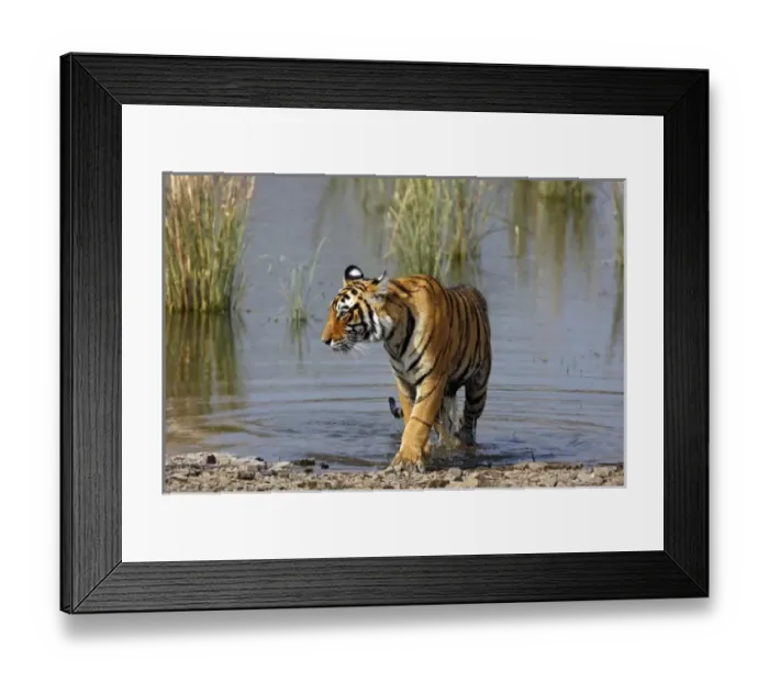 Framed Print : Asia, India Framed Print : Asia, India