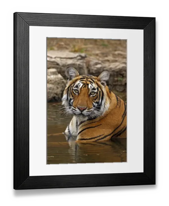 Framed Print : Royal Bengal Tiger in the jungle pond, Ranthambhor National Park, India