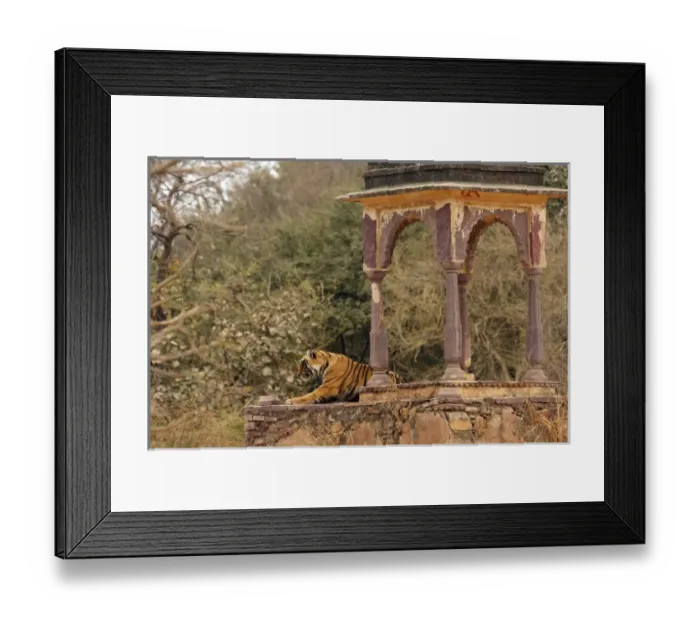 Framed Print : Royal Bengal Tiger at cenotaph, Ranthambhor National Park, India Framed Print : Royal Bengal Tiger at cenotaph, Ranthambhor National Park, India