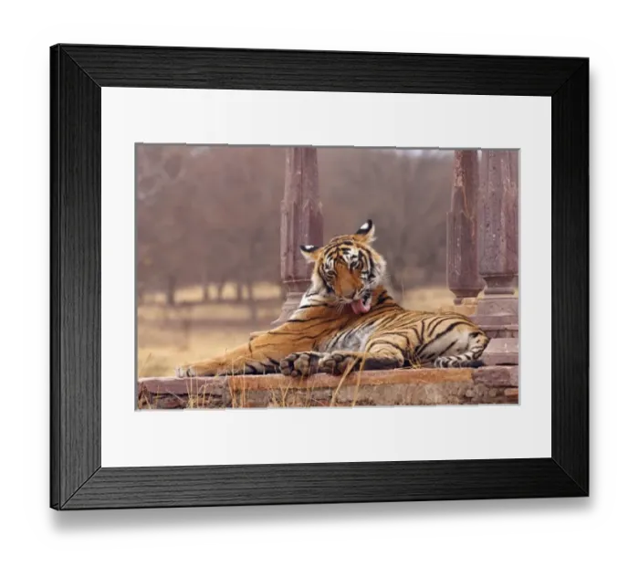 Framed Print : Royal Bengal Tiger at the cenotaph, Ranthambhor National Park, India Framed Print : Royal Bengal Tiger at the cenotaph, Ranthambhor National Park, India