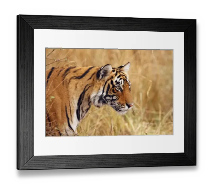 Framed Print : Asia, India