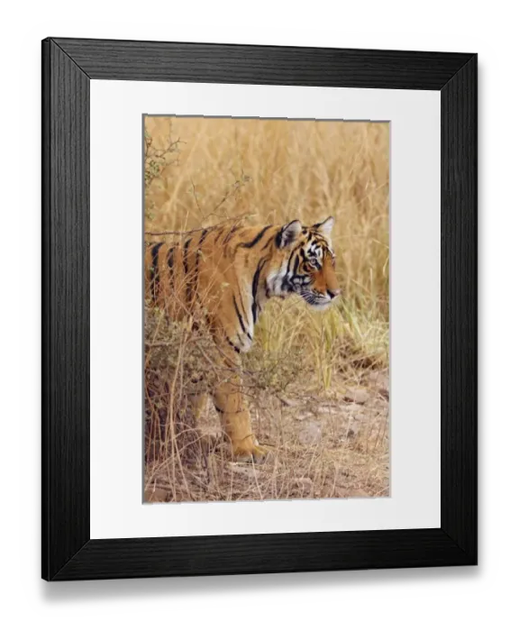 Framed Print : Asia, India Framed Print : Asia, India