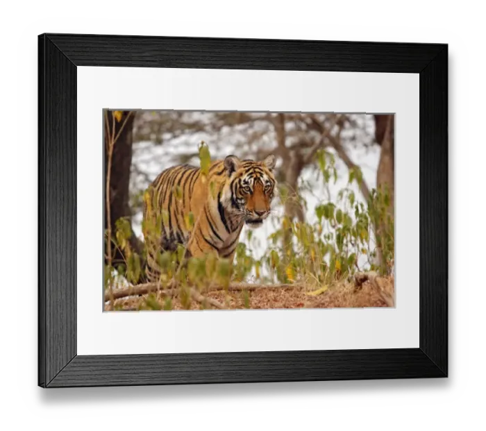 Framed Print : Royal Bengal Tiger walking by the lake side Framed Print : Royal Bengal Tiger walking by the lake side