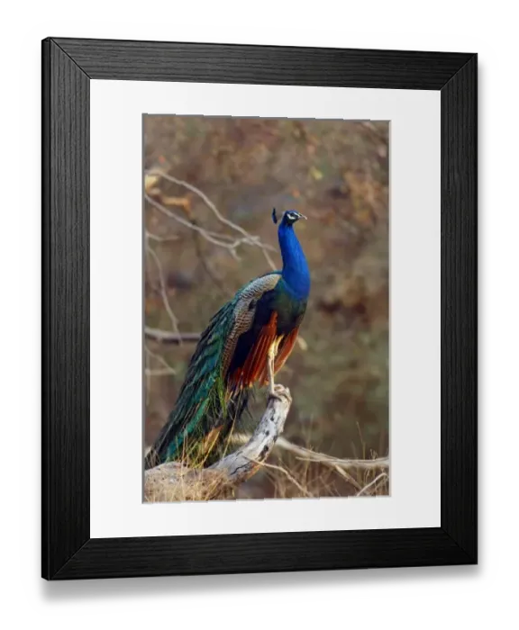 Framed Print : Indian Peacock on a perch, Ranthambhor National Park, India Framed Print : Indian Peacock on a perch, Ranthambhor National Park, India