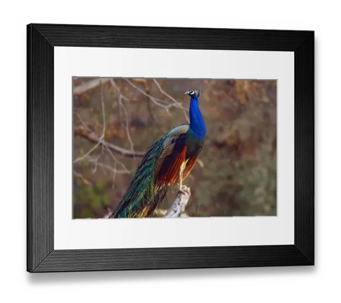 Framed Print : Indian Peacock on a perch, Ranthambhor National Park, India Framed Print : Indian Peacock on a perch, Ranthambhor National Park, India