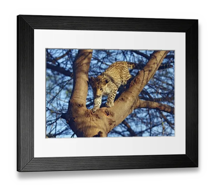 Framed Print : Asia, India Framed Print : Asia, India