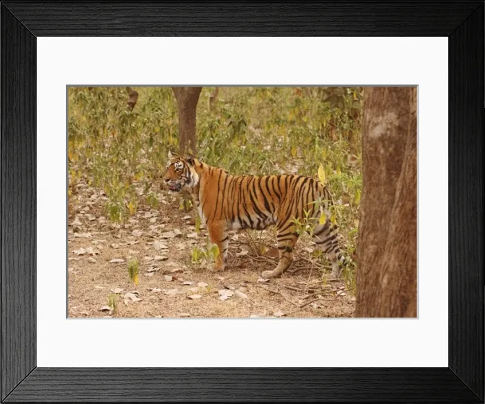 Framed Print : Royal Bengal Tiger walking around the bush, Ranthambhor National Park, India Framed Print : Royal Bengal Tiger walking around the bush, Ranthambhor National Park, India