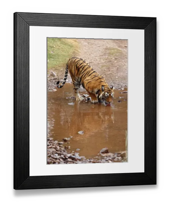 Framed Print : Royal Bengal Tiger drinking water at the rain-filled poodle, Ranthambhor National Park, India
