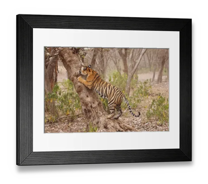 Framed Print : Asia, India
