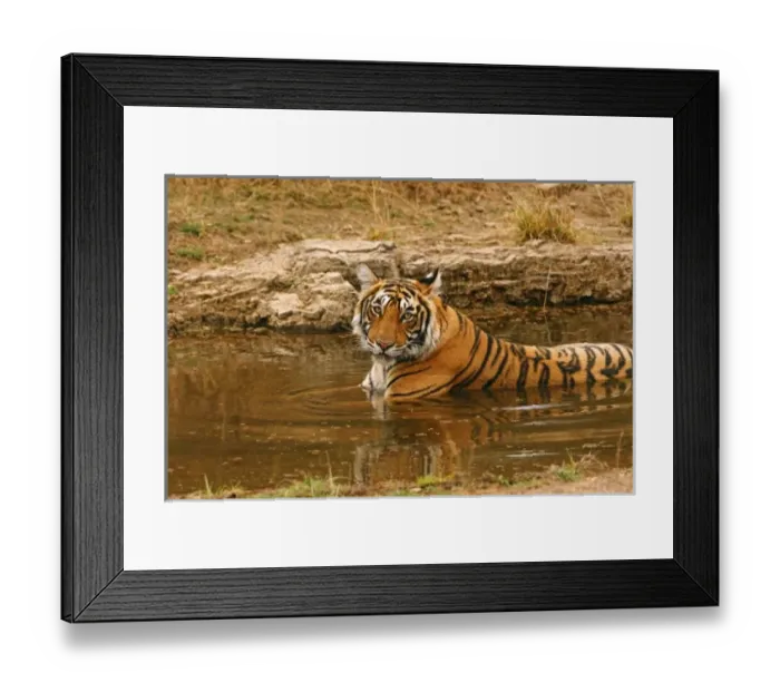 Framed Print : Royal Bengal Tiger in the jungle pond, Ranthambhor National Park, India Framed Print : Royal Bengal Tiger in the jungle pond, Ranthambhor National Park, India