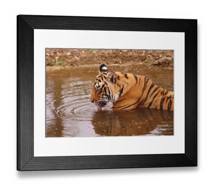 Framed Print : Royal Bengal Tiger drnking water in the jungle pond, Ranthambhor National Park, India Framed Print : Royal Bengal Tiger drnking water in the jungle pond, Ranthambhor National Park, India