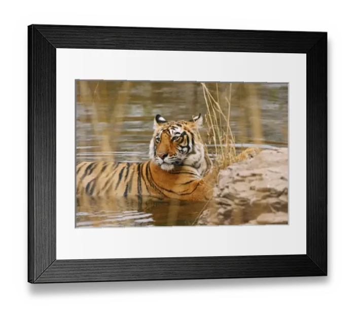 Framed Print : Royal Bengal Tiger in the forest pond, Ranthambhor National Park, India Framed Print : Royal Bengal Tiger in the forest pond, Ranthambhor National Park, India