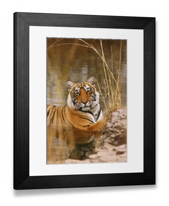 Framed Print : Royal Bengal Tiger in the forest pond, Ranthambhor National Park, India