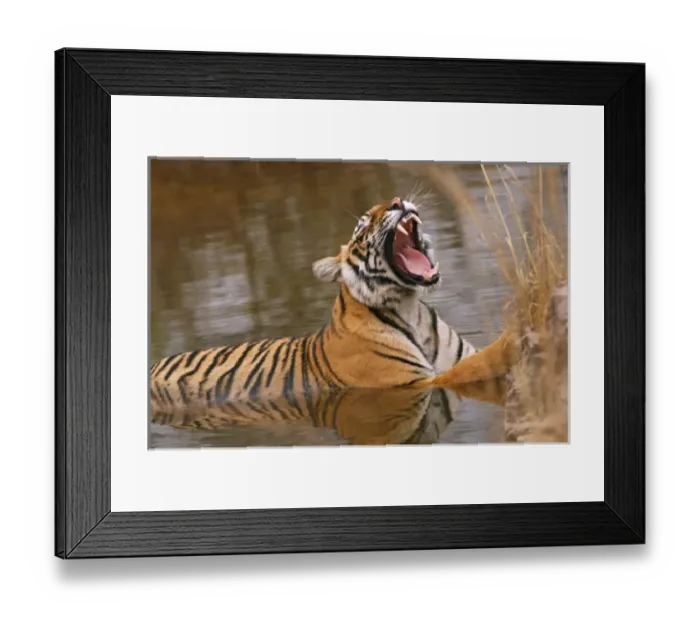 Framed Print : Royal Bengal Tiger yawning in the jungle pond, Ranthambhor National Park, India Framed Print : Royal Bengal Tiger yawning in the jungle pond, Ranthambhor National Park, India