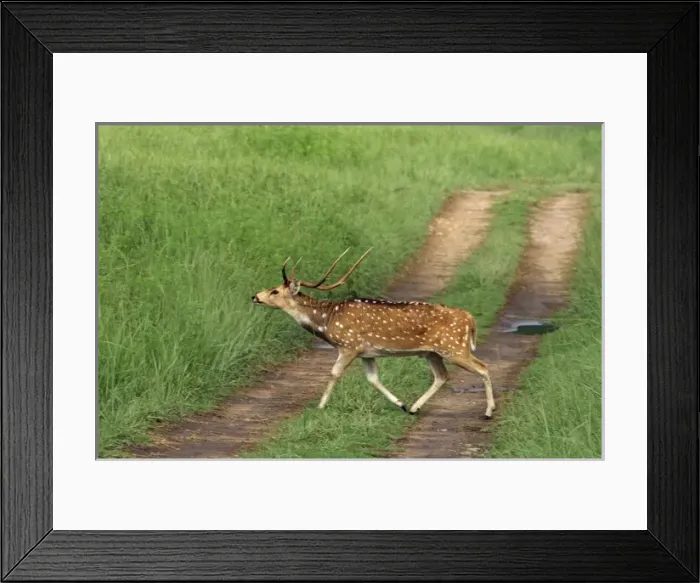 Framed Print : Chital Stag crossing the track, Corbett National Park, India Framed Print : Chital Stag crossing the track, Corbett National Park, India