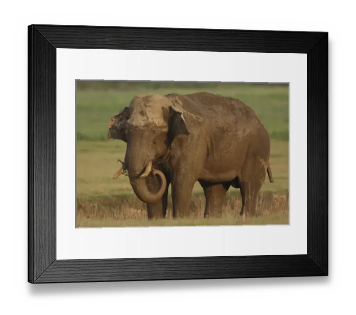 Framed Print : Asia, India Framed Print : Asia, India