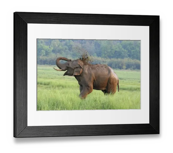 Framed Print : Asia, India Framed Print : Asia, India