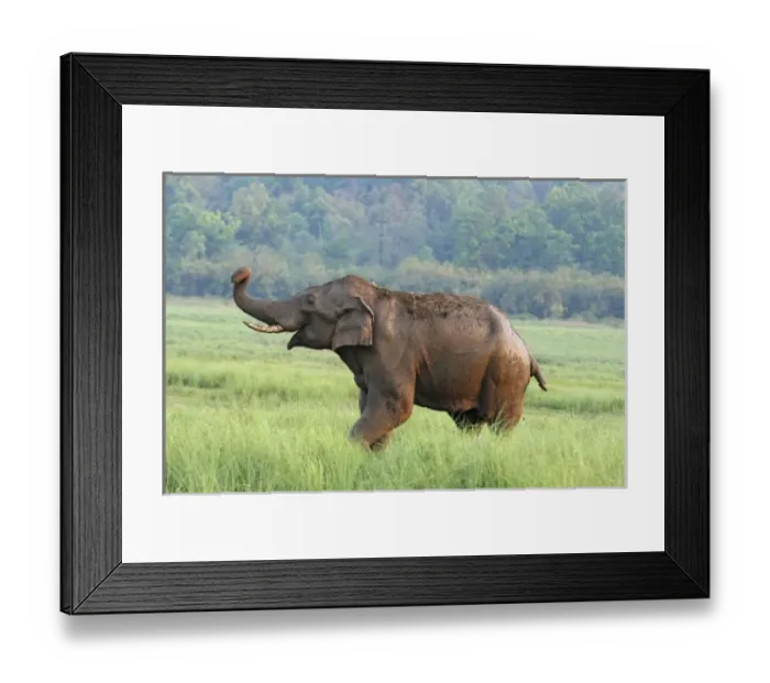 Framed Print : Asia, India Framed Print : Asia, India